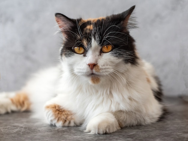 Gato fofo fofo com olhos laranja em cinza