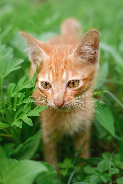 Gato fofo fofo em close-up