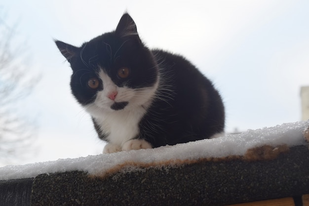 Gato fofo fofo em uma caminhada. Casa de estimação