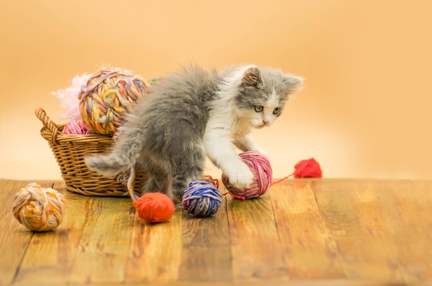 Gato fofo fofo está brincando com bola de tricô Gatinho fofo e bola de fio Retrato de gatinho bonito cinza fofo Gatinho engraçado e tricô Conceito de tricô e lugar para texto