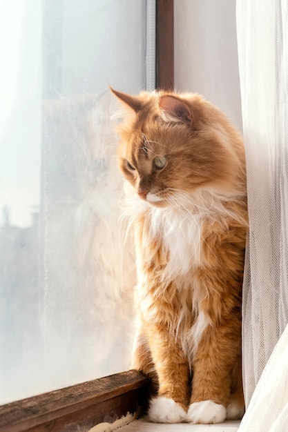 Foto gato fofo laranja perto da janela