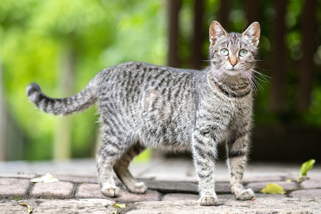 Gato fofo listrado cinza parado ao ar livre olhando para a câmera em uma rua de verão