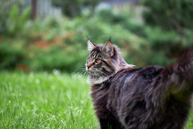 Gato fofo Maine Coon caminha em um gramado verde no parque