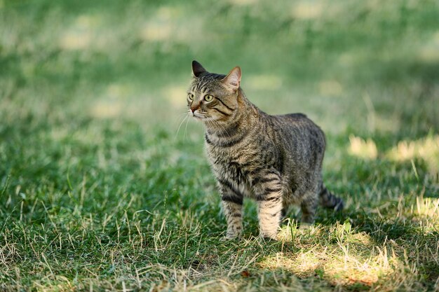 Gato fofo na grama verde