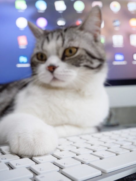 Gato fofo na mesa de trabalho com computador e teclado