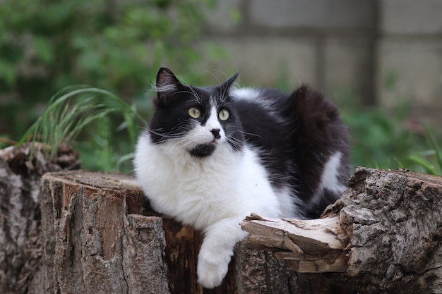 gato fofo preto e branco sentado em um toco de árvore perto de um canteiro de flores grandes olhos verdes