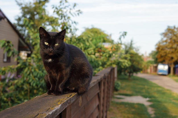 Gato fofo preto sentado na cerca de madeira no campo no verão e olhando para a câmera