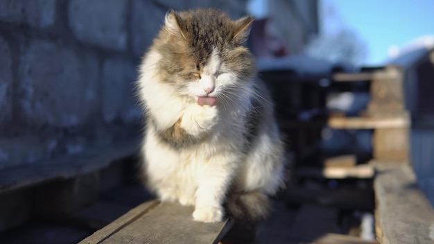 Gato fofo se lavando ao sol.