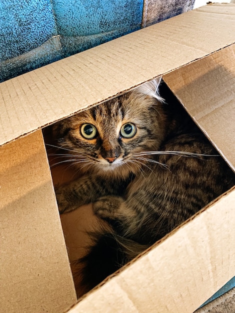 Gato fofo sentado em uma caixa de papelão