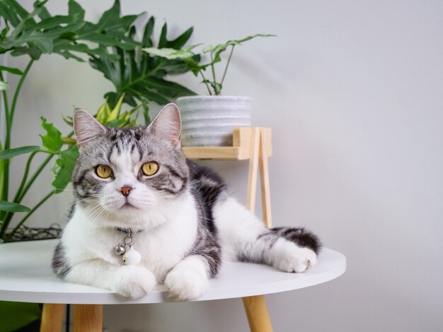 Gato fofo sentado na mesa e árvore purificadora de ar Monstera, Sansevieria na sala de estar