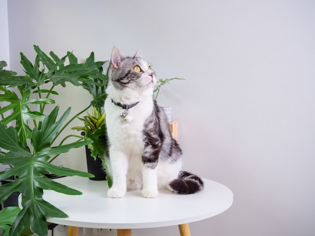 Gato fofo sentado na mesa e árvore purificadora de ar monstera, sansevieria na sala de estar