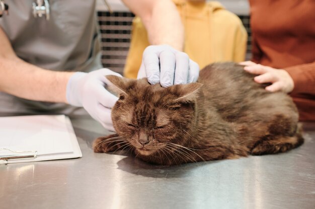 Gato fofo sentado na mesa enquanto veterinários o examinam na clínica