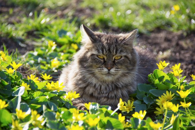 Gato fofo sentado no jardim