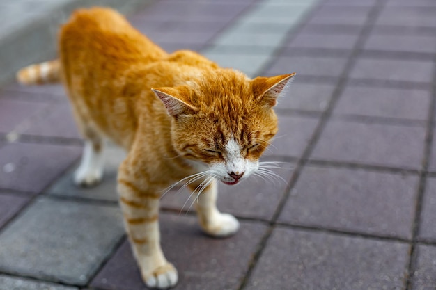 Gato fofo vermelho de rua