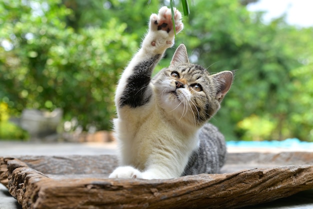 Foto gato fofo