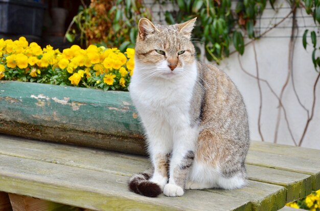 Gato fofo