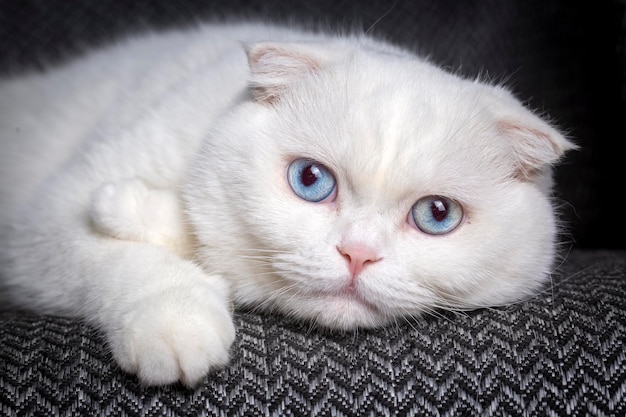 Gato fold escocés blanco, gato de ojos azules, gato de pensamiento lejano