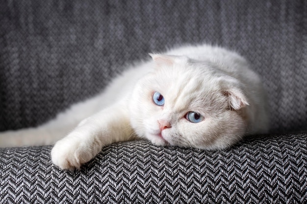 Gato fold escocés blanco, gato de ojos azules, gato de pensamiento lejano