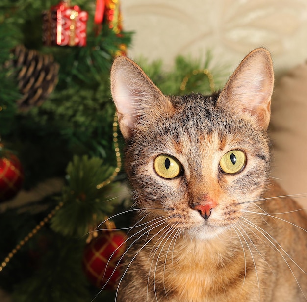 Gato en el fondo de un árbol de Navidad decorado con un primer plano