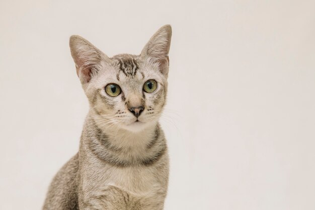 Gato en el fondo blanco