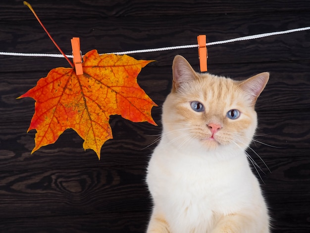 gato en el fondo de la hoja de otoño