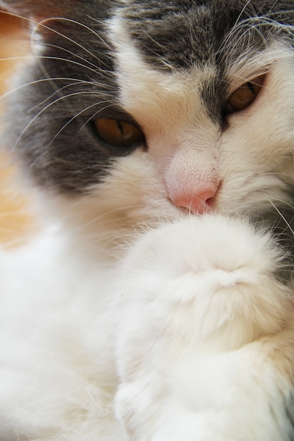 Gato de foto de primer plano de colores gris y blanco.