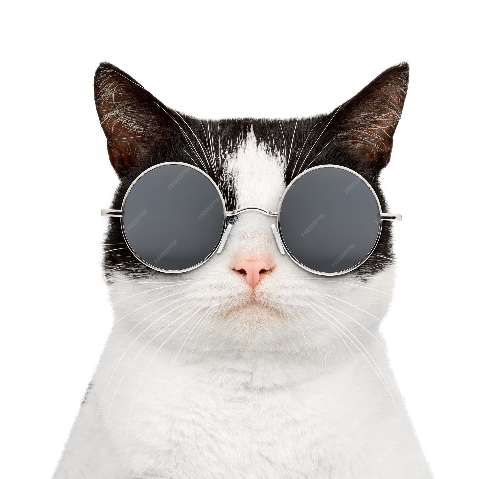 Imágenes de Gato Con Lentes - Descarga gratuita en Freepik