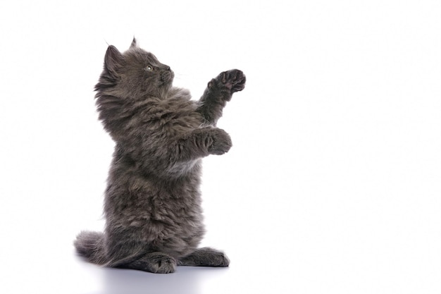 Gato gatinho cinza bonito e adorável contra um fundo branco