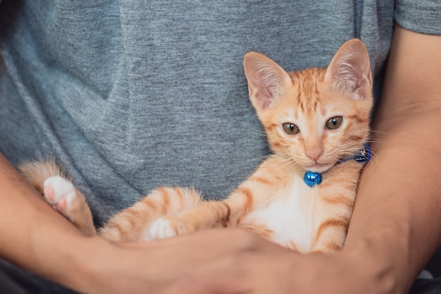 Gato gatinho fofo ficar com o dono em casa fundo.