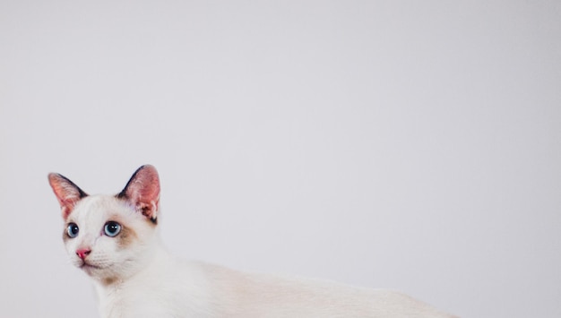 Gato gatinho fofo isolado no modelo de banner da web em branco de fundo branco e espaço de cópia