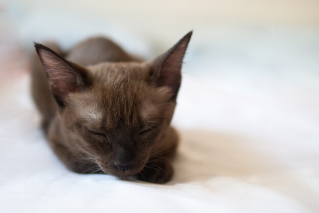 Gato gatinho marrom chocolate está dormindo no conceito de relaxamento de cama folha branca