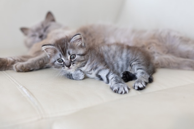 El gato con el gatito se acuesta en el sofá.
