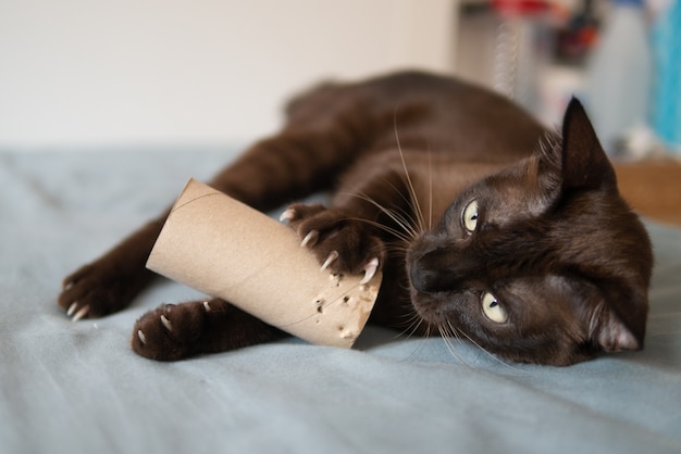 El gato gatito de chocolate doméstico está jugando rascándose y mordiendo rollo de papel de seda marrón en la cama muy concentrado y divertido con las uñas
