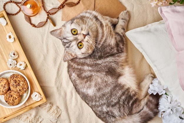 Gato de gato atigrado escocés que miente en cama en casa. Concepto de fin de semana de invierno o otoño.