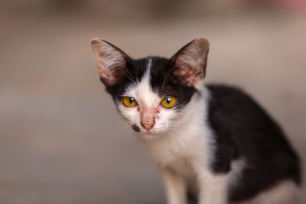 Gato de gato atigrado joven del retrato en fondo marrón