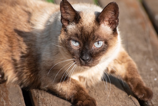 Gato, gato callejero tumbado al sol por la mañana. luz natural, enfoque selectivo.