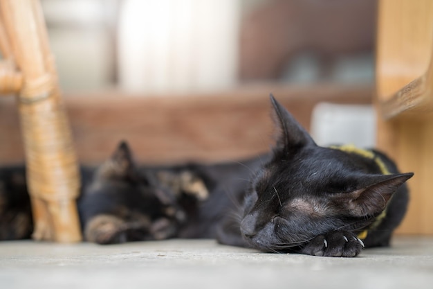 Un gato y un gato duermen en un sofá.