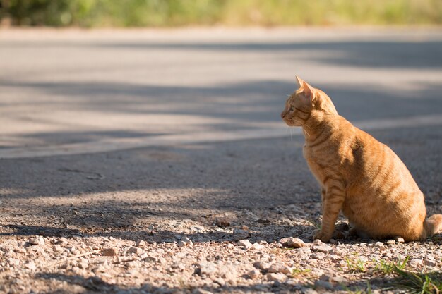 Gato gato malhado bonito