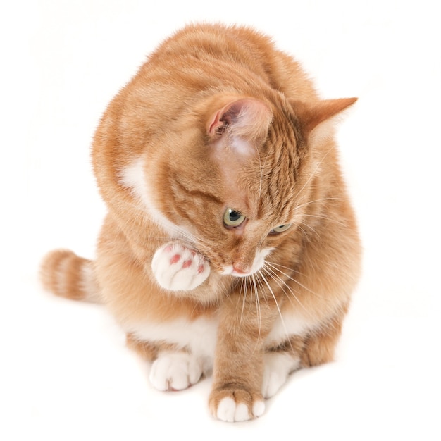 Gato ginger com manchas brancas em uma pose doce e atenciosa contra uma parede branca