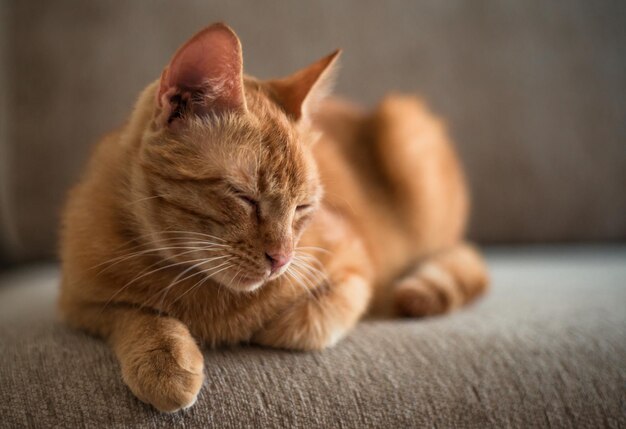 un gato ginger tabby está acostado en un sofá en casa
