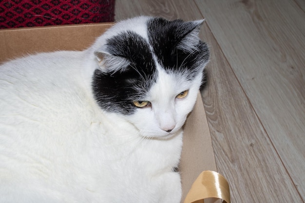 Gato gordo blanco sentado en una caja