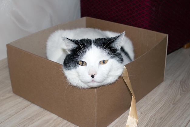 Gato gordo branco sentado em uma caixa