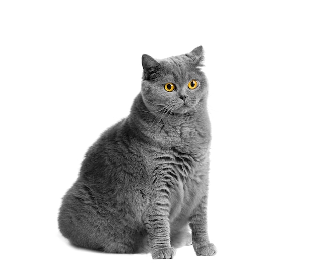 Gato gordo británico de pelo corto sentado frente a un fondo blanco