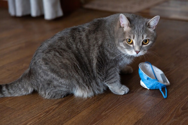 Gato gordo britânico sentado no chão perto da máscara protetora médica.