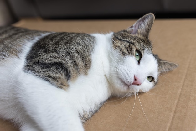 Gato gordo doméstico durmiendo en papel de cartón de entrega en el primer plano del piso