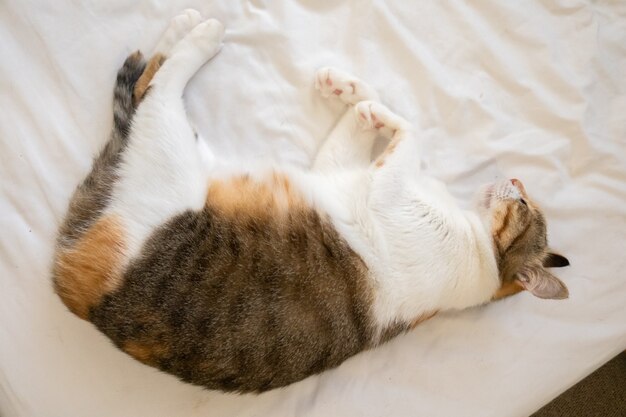 Gato gordo e fofo de tartaruga dormindo em uma cama em casa