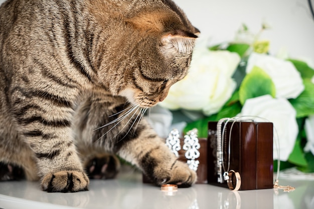 Gato gordo jugando con anillos de boda y accesorios en la mesa