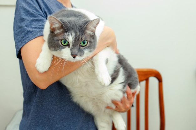 Gato gordo perezoso en manos de la mujer El gato tiene problemas con el sobrepeso