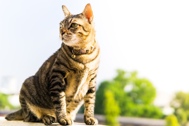 Gato gordo sentado na cerca no dia ensolarado de verão