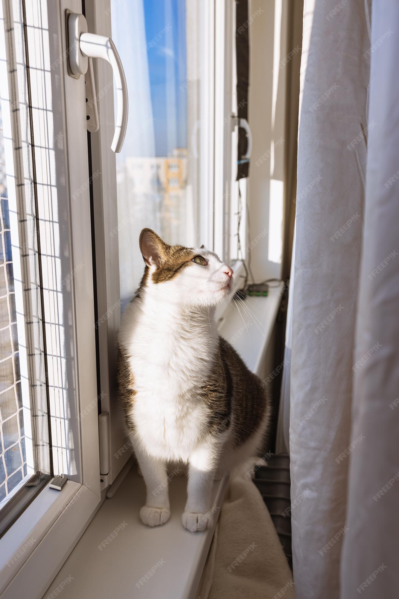 Cortinas para gatos Design de tabuleiro de xadrez com gatinhos felino bebê  gatinho animais animais de